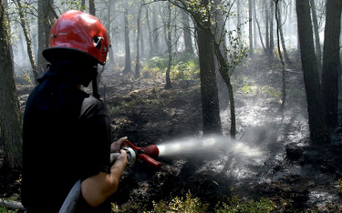 Niemcy: Ogromny pożar przy granicy. Gasić pomagali strażacy z Polski