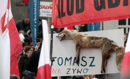 Oborńcy zwierząt chcą, by prokuratura ustaliła skąd się wziął martwy lis na manifestacji. Czy nie zł