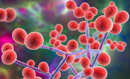 Grzyby „Candida albicans", drożdżaki patogenne dla człowieka. Fot. Dr_Microbe / Adobe Stock