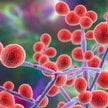 Grzyby „Candida albicans", drożdżaki patogenne dla człowieka. Fot. Dr_Microbe / Adobe Stock