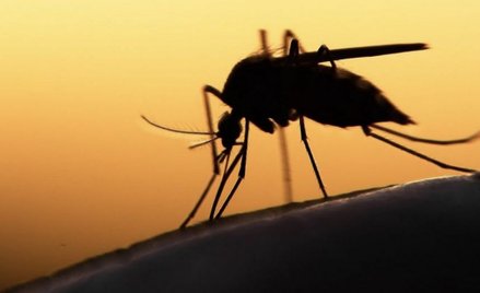 Poseł PiS chce, by wojska chemiczne pomogły z komarami