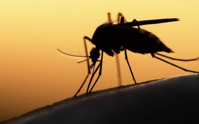 Poseł PiS chce, by wojska chemiczne pomogły z komarami