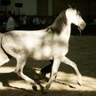Stadniny arabów szykują kontrowersyjne wyprzedaże