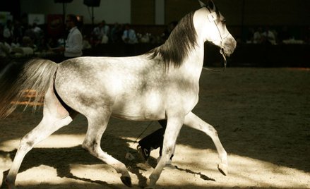 Stadniny arabów szykują kontrowersyjne wyprzedaże