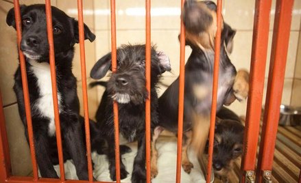 Zamknęli okienko dla psów