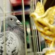 Przebranżowienie nie przeszkadza w rozliczeniach VAT. Nawet jeśli sprzedawca kłódek zaczyna hodować 