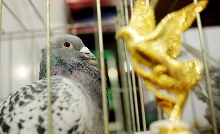 Przebranżowienie nie przeszkadza w rozliczeniach VAT. Nawet jeśli sprzedawca kłódek zaczyna hodować 