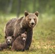 Niedźwiedzie w Tallinie. Prezydent: Jasne. Zostajemy w domu