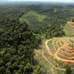 Coraz mniej wycinek na potrzeby plantacji oleju palmowego w Indonezji