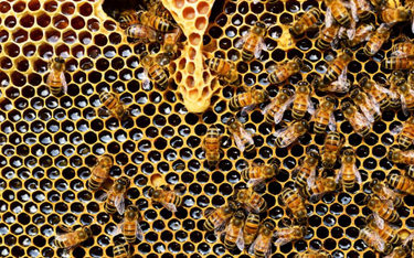Europejska awantura o to, co zabija pszczoły