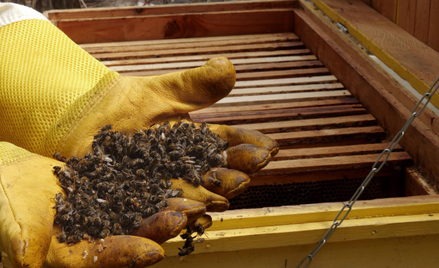 Jest wyrok za uśmiercenie 7,5 mln pszczół