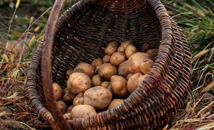 W 2015 roku zjemy mniej ziemniaków