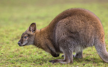 Tajemniczy kangur zauważony w... Austrii