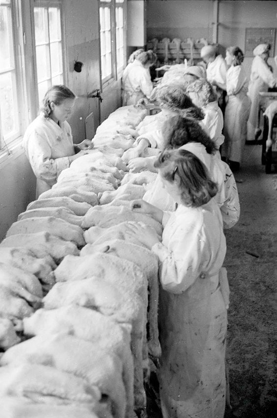 Centrala Mięsna – tuczarnia drobiu w Gdańsku-Zaspie (1947–1955). Hodowla gęsi i przygotowanie mięsa 