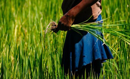 Farmer na polu ryżowym w Chinach