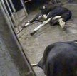 Czym grozi zjedzenie mięsa chorych krów? Eksperci wyliczają