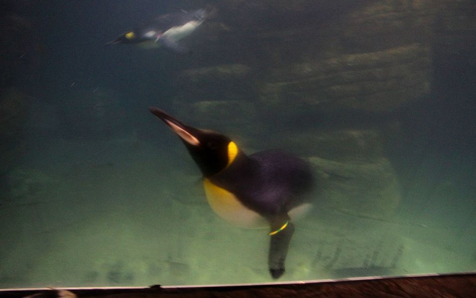 Pingwiny w oceanarium w Rotterdamie