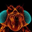 Drosophila melanogaster, czyli muszka owocowa. To badaniom nad jej DNA zawdzięczamy lepsze poznanie 