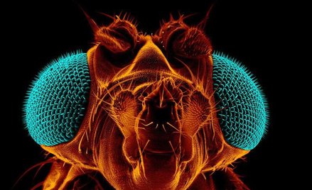 Drosophila melanogaster, czyli muszka owocowa. To badaniom nad jej DNA zawdzięczamy lepsze poznanie 