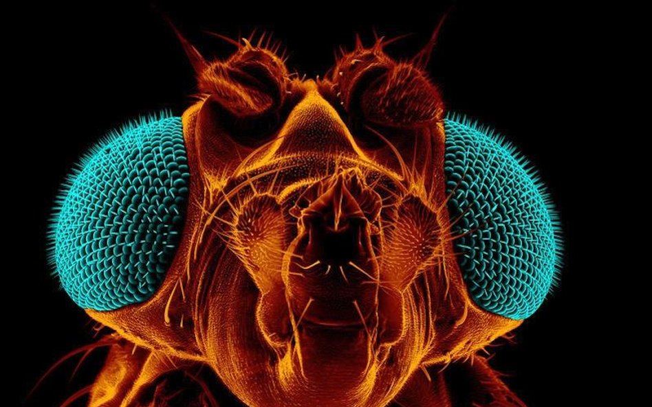 Drosophila melanogaster, czyli muszka owocowa. To badaniom nad jej DNA zawdzięczamy lepsze poznanie 