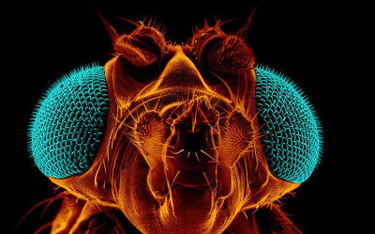 Drosophila melanogaster, czyli muszka owocowa. To badaniom nad jej DNA zawdzięczamy lepsze poznanie 