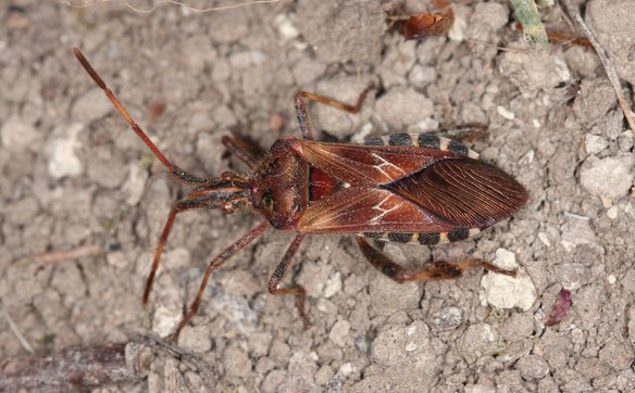 Wtyk amerykański (Leptoglossus occidentalis) to gatunek pluskwiaka z rodziny wtykowatych. Pochodzi z