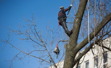 Nowe zasady wycinki. Dziś trzeba mieć miliony na wycinkę kilku drzew