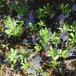 Offset w abonamencie: jak działa aplikacja Ecologi?