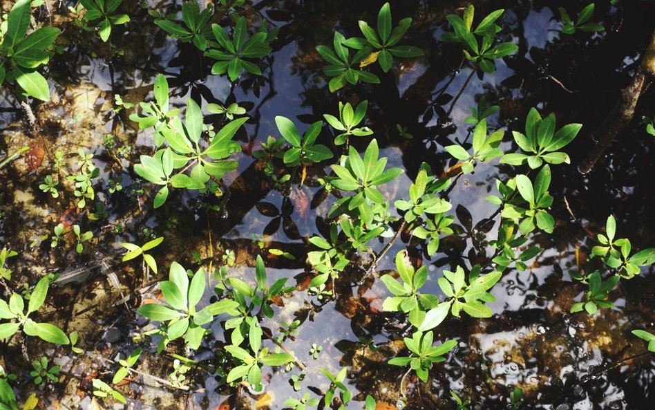 Offset w abonamencie: jak działa aplikacja Ecologi?