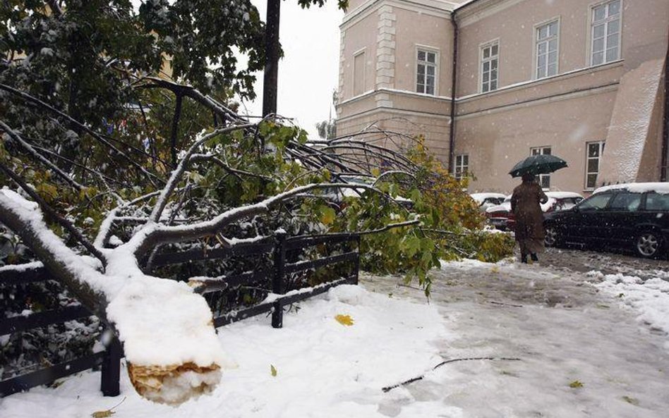 Powalone drzewo w Lublinie