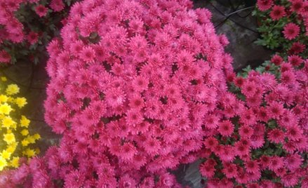 Kwiaty i znicze pod siedzibami PiS