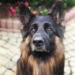 Nowe badanie pokazuje, że psy potrafią odróżnić strach od smutku, obserwując ludzką twarz.