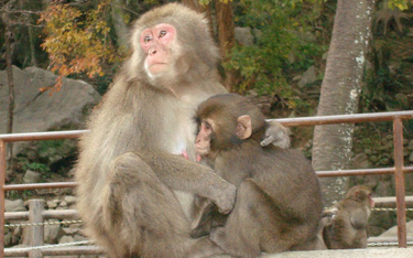Japonia: Inwazja małp na wioskę. Powstała "małpia policja"
