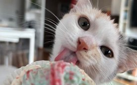 W zeszym roku laureatką konkursu była Lila z Górczewskiej