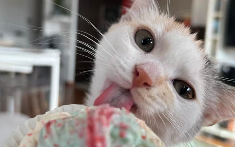 W zeszym roku laureatką konkursu była Lila z Górczewskiej