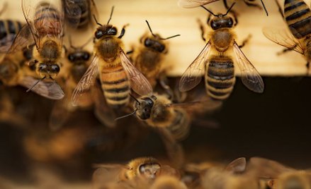 USA: Pogranicznik uratował migrantów przed tysiącami pszczół