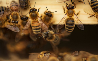USA: Pogranicznik uratował migrantów przed tysiącami pszczół