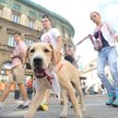 Uchwały gminne: Rada nie zabroni wchodzić z psem do sklepu