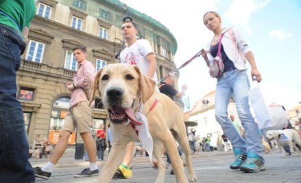 Uchwały gminne: Rada nie zabroni wchodzić z psem do sklepu