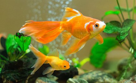 Oceanarium w Paryżu przygarnia niechciane złote rybki. "Lepsze niż śmierć w WC"