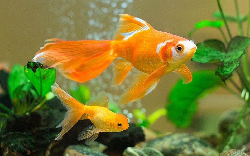 Oceanarium w Paryżu przygarnia niechciane złote rybki. "Lepsze niż śmierć w WC"