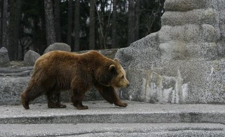 Kasa dla zoo w Zamościu