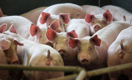 Polska wieprzowina ustępuje konkurencji