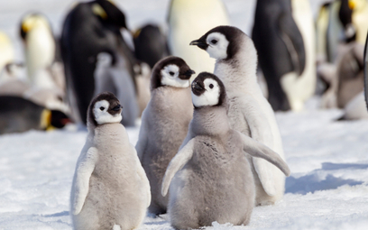 Na Antarktydzie zginęło niemal 10 tysięcy piskląt pingwinów