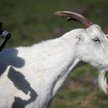 Tanzania: Testy na koronawirusa wycofane. Dały wynik dodatni u kozy