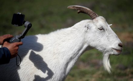 Tanzania: Testy na koronawirusa wycofane. Dały wynik dodatni u kozy