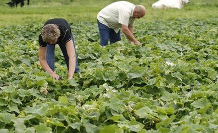 Okresy pracy na roli liczy się jako uzupełnienie stażu emerytalnego