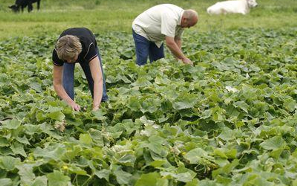 Okresy pracy na roli liczy się jako uzupełnienie stażu emerytalnego