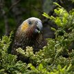 Jak szacuje międzynarodowa organizacja ekologiczna WWF, w negatywnym scenariuszu globalne straty wyn