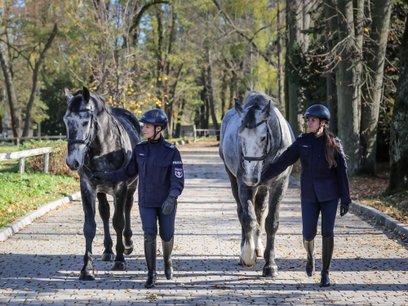 Nowe konie wspomogą w służbie stołecznych policjantów